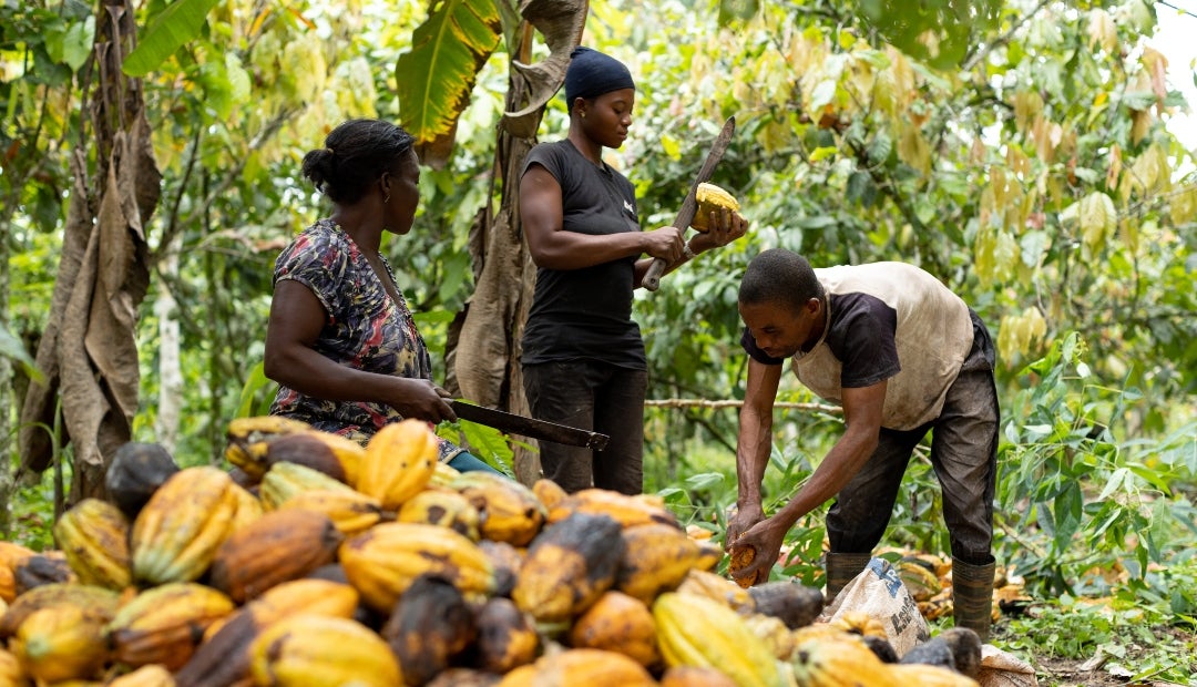 Aunque en Latinoamérica crezca en siembra de cacao, la cuota en el mundo es  menor