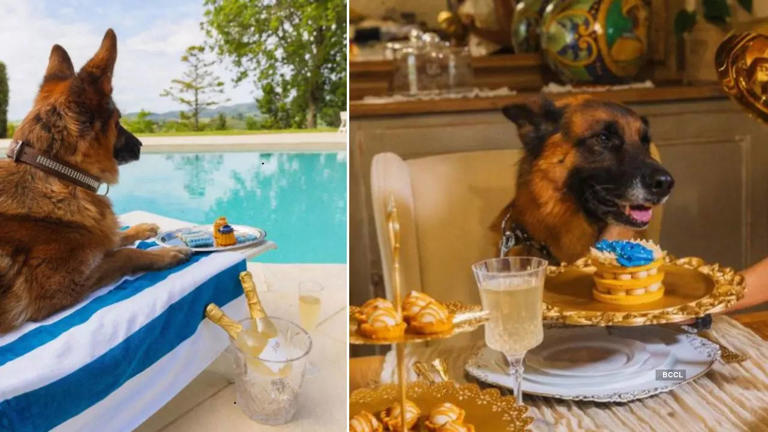 Meet Gunther VI, the world's richest dog with a net worth INR 3356 crores