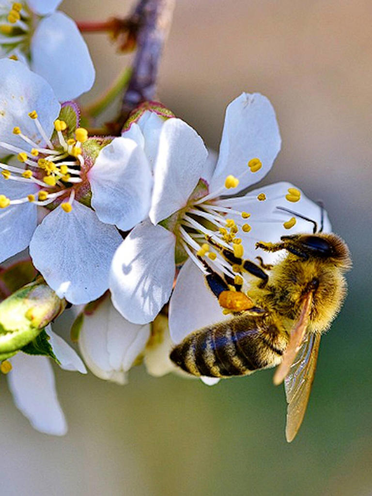 World Honey Bee Day 2024: 7 interesting facts on Honey Bees