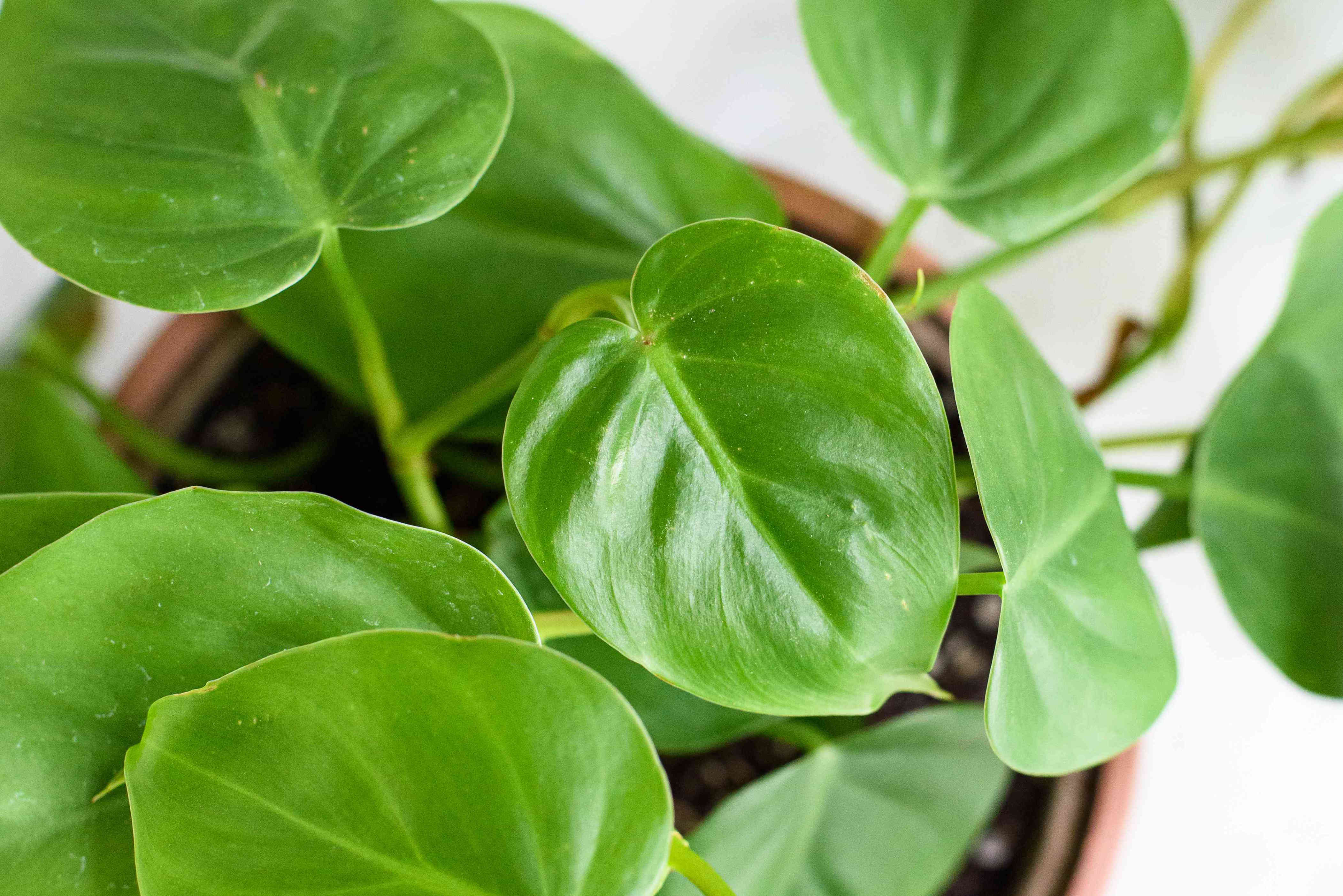 Philodendron varieties: How to grow indoors