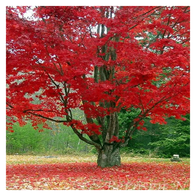 A red maple tree