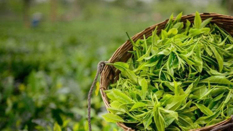 Assam distributes sanction letters to 34 tea gardens to promote tea tourism