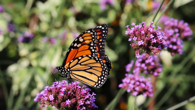  The 3,000-mile migration of the monarch butterfly is about to begin – here's how you can help this native species  