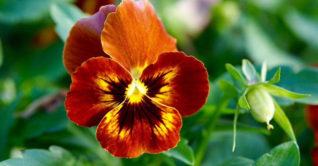 14 Easiest Flowers To Grow For Beginner Gardeners