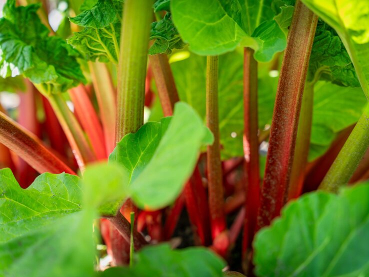 Rhabarber im Garten? Mit diesem Dünger wächst er üppig