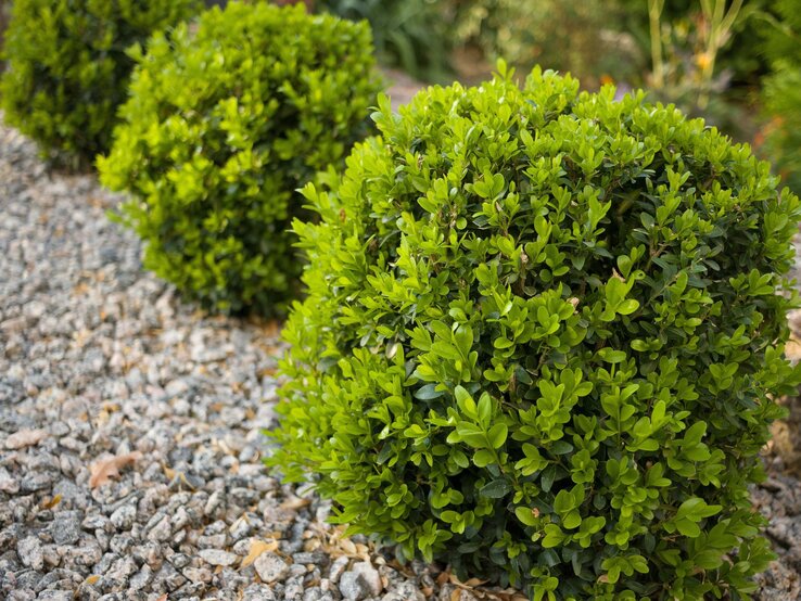 Buchsbaum düngen Was du unbedingt beachten solltest