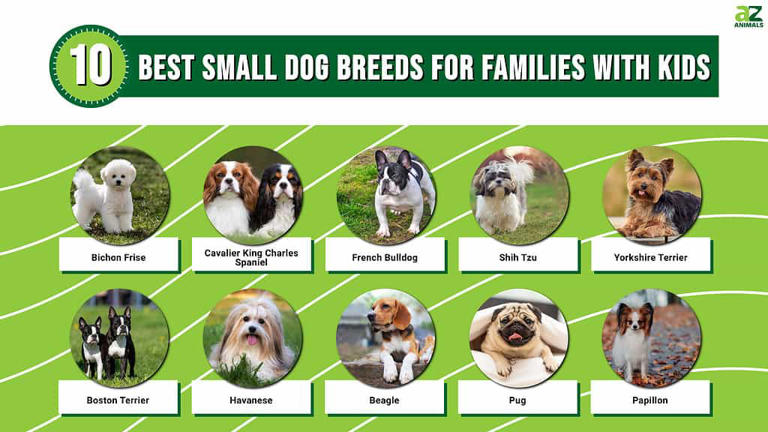 Best small breed dogs for families best sale