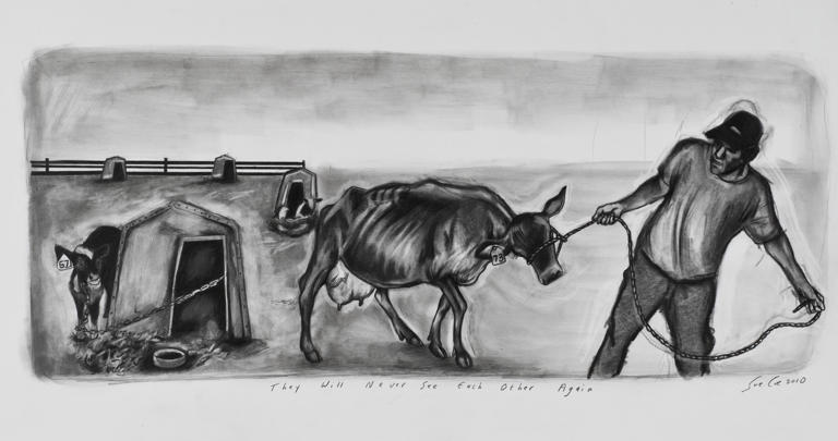 Black-and-white drawing of a farmer pulling away a mother dairy cow from her calf, who is watching her while tied by the neck to a hutch.