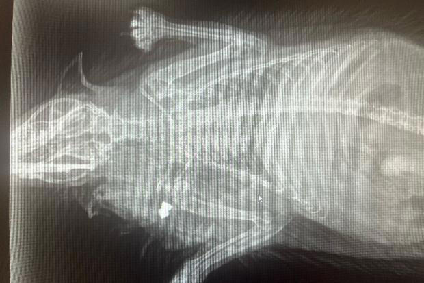 Deliberate cat attacks more than double with pets being shot at with  catapults