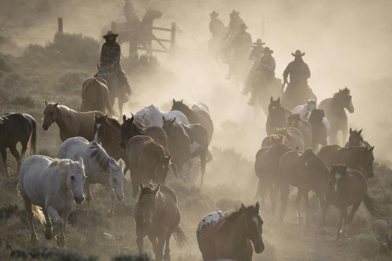 See 15 Photos of Real-Life Cowboys and Cowgirls Wrangling Cattle and ...