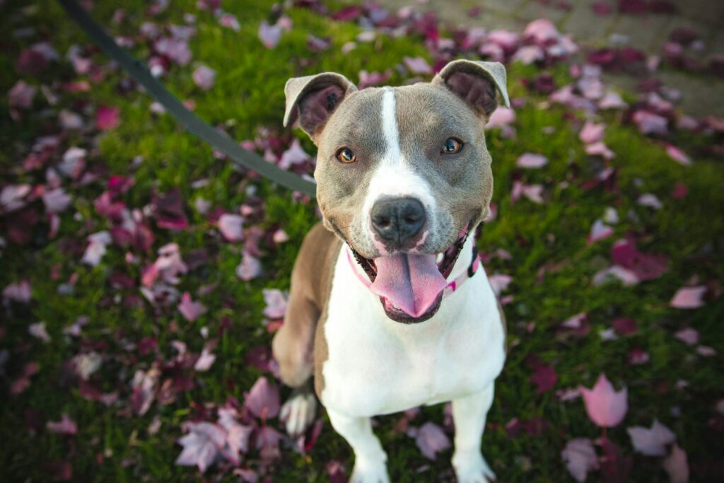 Travel can affect your dog’s behavior due to new surroundings, routines, and people. Assuming they will behave as usual can lead to unexpected challenges. Dogs may react differently to unfamiliar environments, causing changes in their demeanor or temperament. So, be prepared for changes in your dog’s behavior, and be patient as they adjust. Understand that your dog might be more anxious, excited, or distracted than usual.