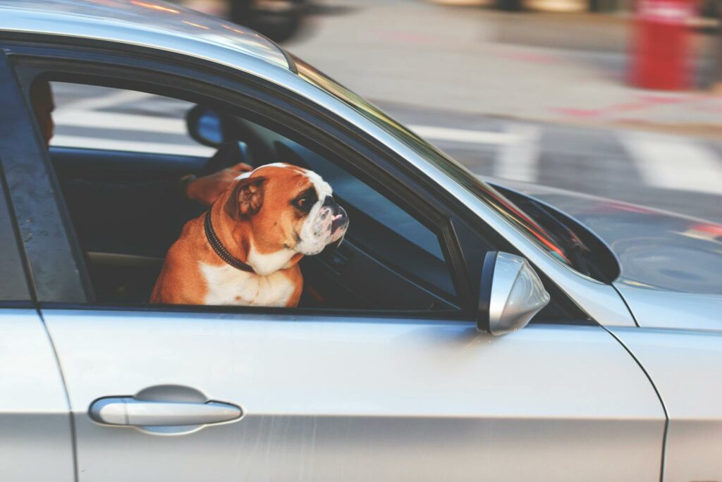 Traveling can be stressful for dogs, and neglecting their comfort can lead to anxiety or even illness. So, make sure your dog has a comfortable space in your vehicle or their carrier. If driving, provide a cushioned area in the car where your dog can relax. If flying, choose a well-ventilated carrier that allows your dog to stand, turn around, and lie down comfortably.