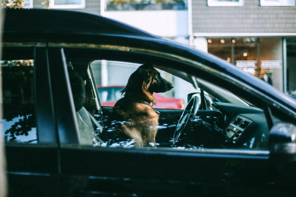 Leaving your dog alone in a car can be dangerous, especially in extreme temperatures. Cars heat up quickly in the sun, leading to heatstroke or even death, even on relatively mild days. Conversely, in cold weather, a car can become frigid, putting your dog at risk of hypothermia. Never leave your dog unattended in a vehicle. If you need to stop, bring your dog with you or arrange for someone to stay with them.