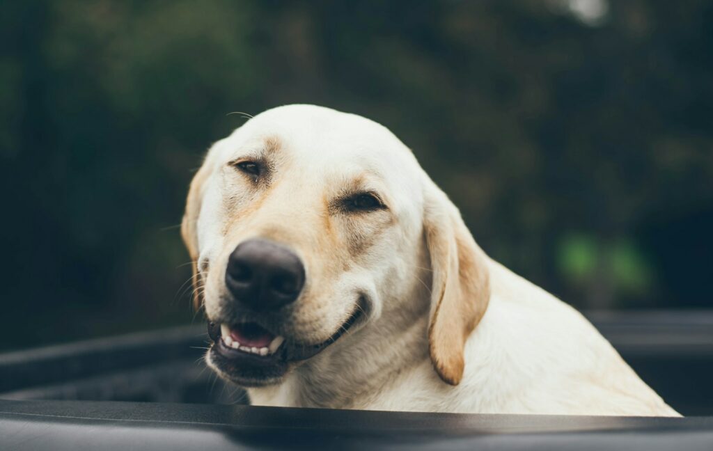 Allowing your pup to roam freely in a vehicle can be dangerous for both you and your dog. In the event of an accident or sudden stop, an unrestrained dog can be injured or cause injury to passengers. Proper restraint is essential for safety on the road. Use a secure crate or pet seat belt to keep your dog safe in the car. Keep in mind that a well-fitted crate should be sturdy and provide enough space for your dog to move comfortably.