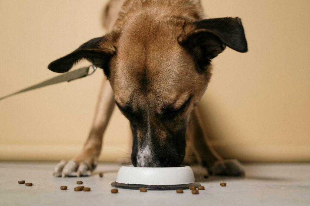 Feeding your dog right before a trip can lead to motion sickness, vomiting, or discomfort during travel. A full stomach, combined with the motion of a vehicle or airplane, can cause nausea and digestive upset in many dogs. Feed your dog a light meal a few hours before you start your journey to allow time for digestion and help prevent motion sickness.