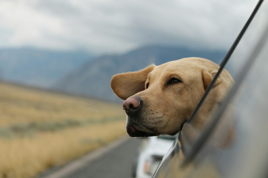 Traveling without the necessary documents can cause issues, especially if you are crossing state or international borders. Missing documents can lead to delays, prevent you from continuing your journey, or result in fines or penalties. Always bring your dog's vaccination records, health certificates, and any required permits. These documents may be required at border crossings, airports, or certain accommodations.