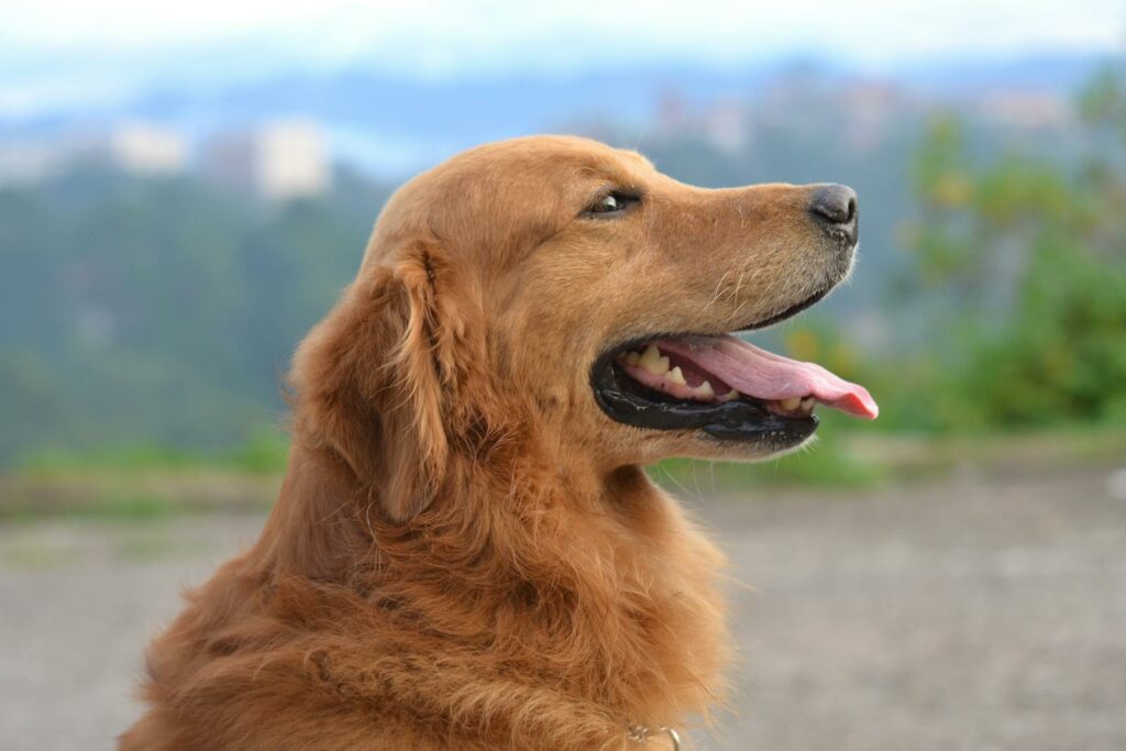 Dogs communicate their needs and feelings through behavior. Ignoring their cues can lead to stress, anxiety, or health problems. Paying attention to your dog’s body language and vocalizations is essential for understanding their well-being. Observe your dog’s body language and behavior closely. Watch out for signs of stress, such as panting, pacing, or whining, and address their needs promptly.