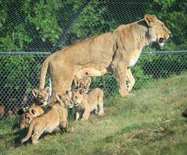 Dunia’s lion cubs will make their outdoor habitat debut on Saturday, August 10, image courtesy Oklahoma City Zoo