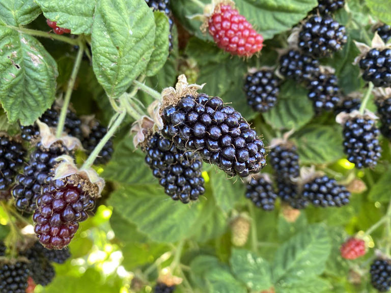 An Eater’s Guide to Oregon’s Juicy, Sweet Marionberries