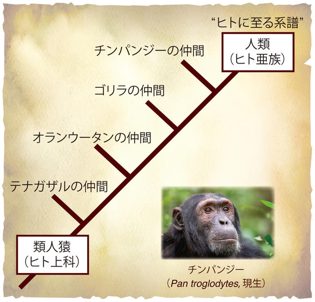 これは「最古の人類」なのか…？ 「チンパンジー亜属との分岐点」に生きた霊長類が、頭骨に残した「衝撃の特徴」と、謎