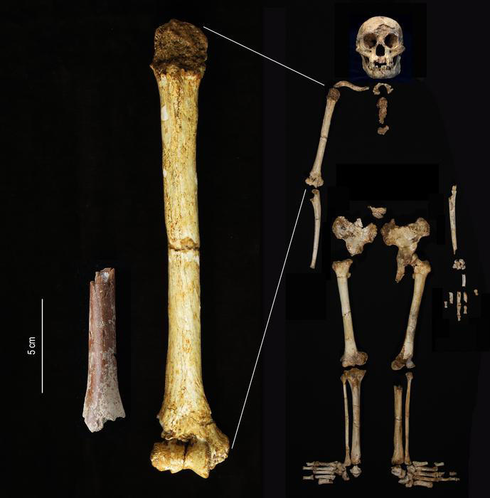 Fragmento de húmero de Mata Menge, izquierda, a la misma escala que el húmero de ‘Homo floresiensis’ de Liang Bua (Yousuke Kaifu)