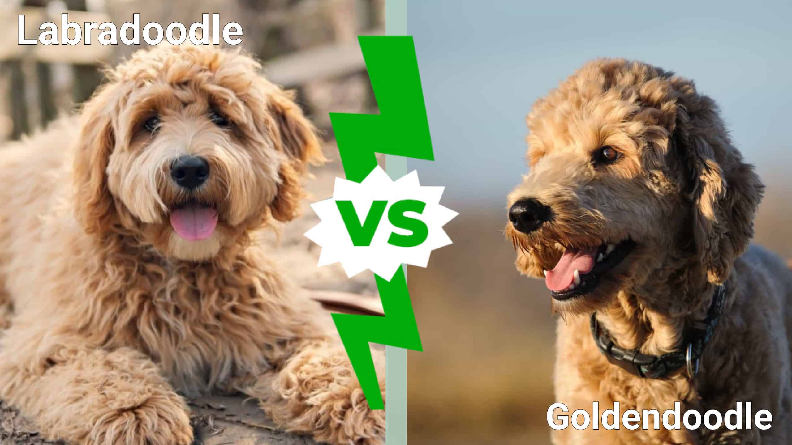 What is the Difference Between a Labradoodle And a Goldendoodle?