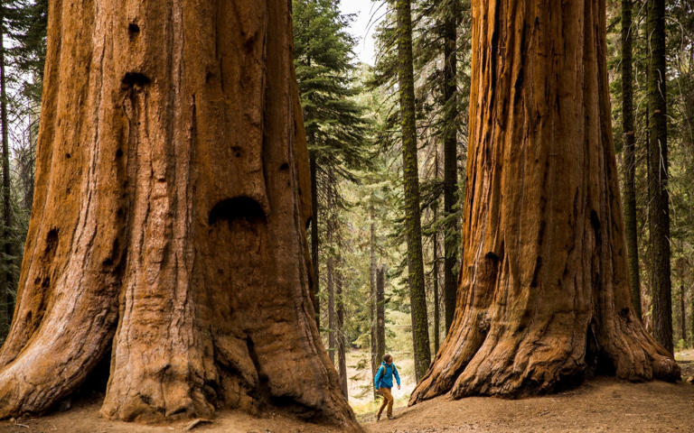 Sequoia National Park host to the aptly titled 'Giant Forest'