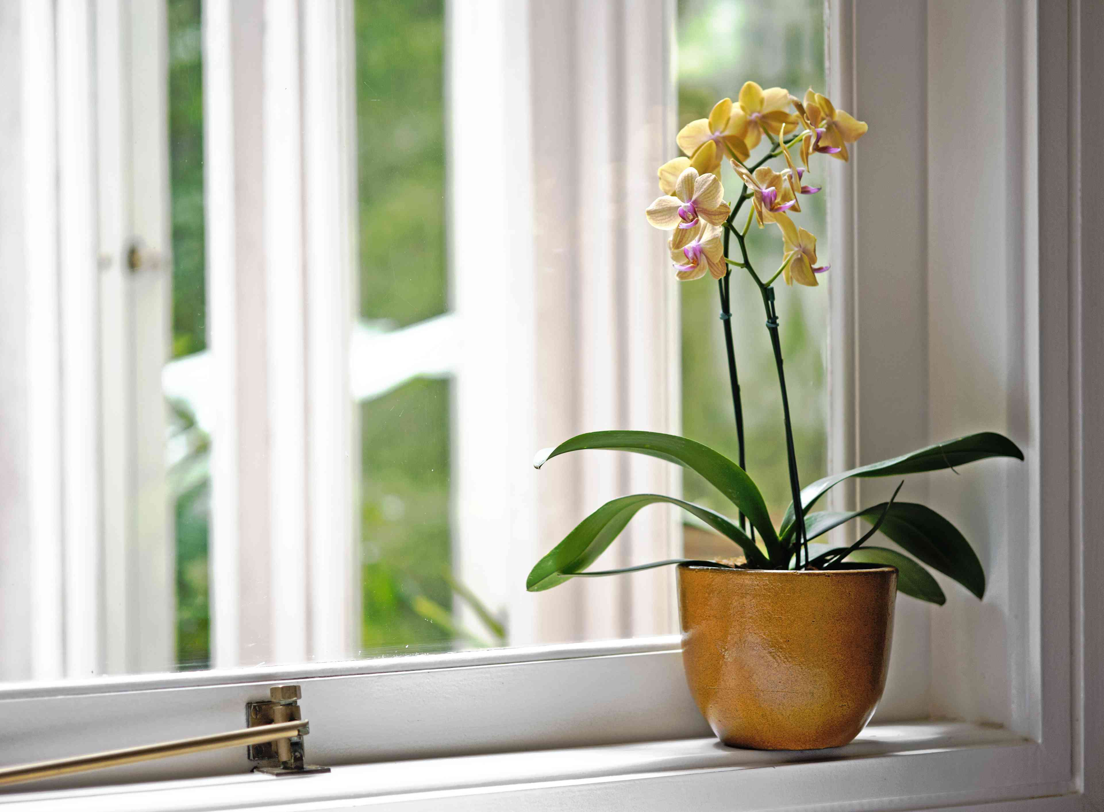 The Best Time To Bring Your Orchids Indoors, According To Grumpy