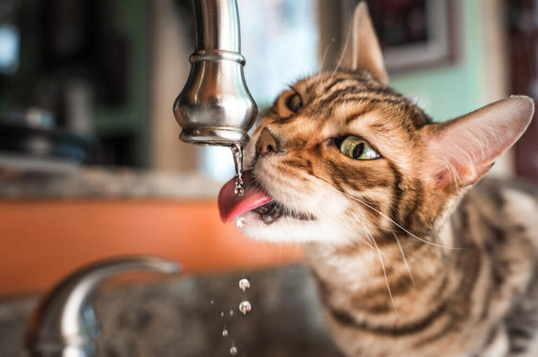 Bengal cat drinks from a running tap in the kitchen
