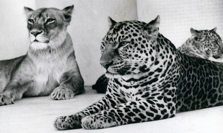 Die ungewöhnlichsten Tierkreuzungen: Zesel, Wolphin und Liger