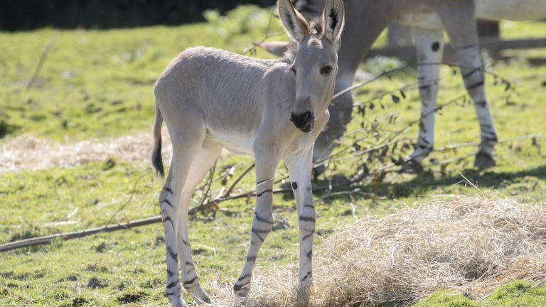 The male Somali wild ass was born on August 10 (Knowsley Safari/PA)