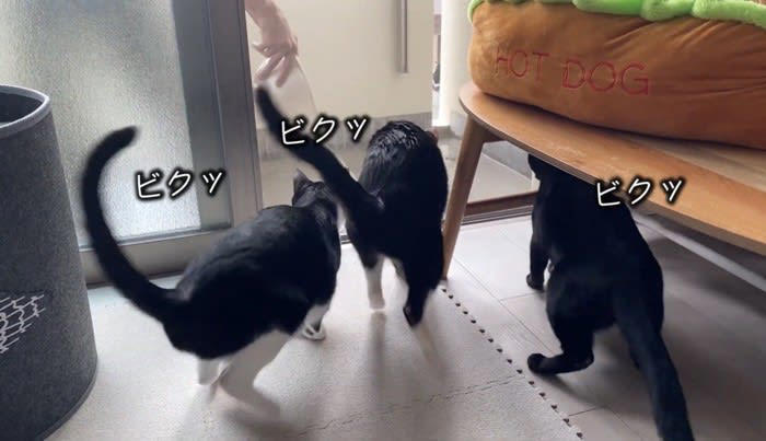 オファー ペットが一緒に乗れるフライト 猫