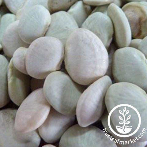Bean Seeds - Early Thorogreen Bush Lima