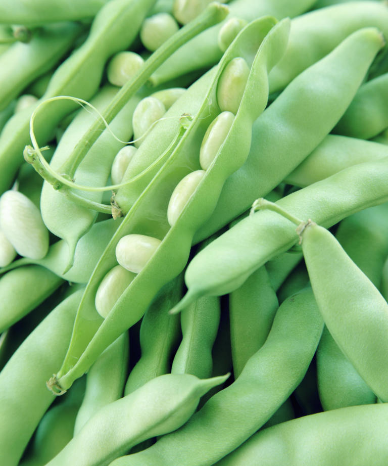 Lima beans grow around four bean seeds per pod (Image credit: Getty Images/Steve Cicero )