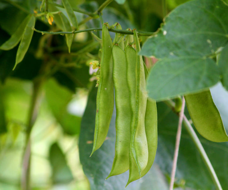 Lima bean plants grow large numbers of pods over the season (Image credit: Getty Images/ Dede Sutrisna )