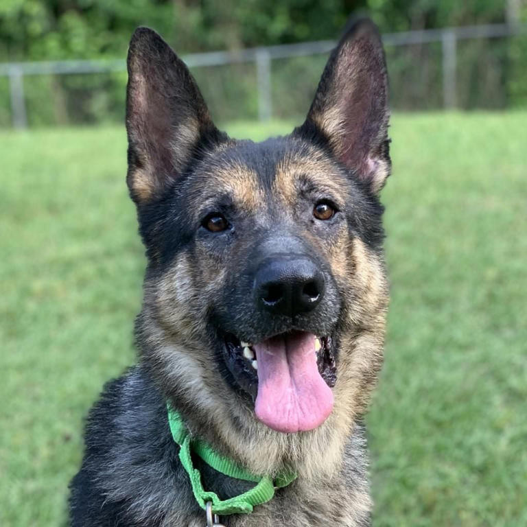 Grey Muzzle grant to give senior dogs at the Jacksonville Humane Society a second chance