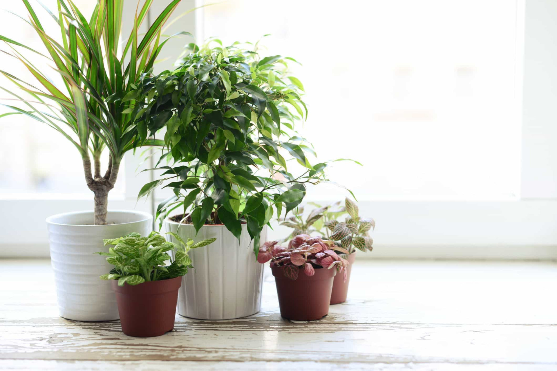 How to care for your indoor plants