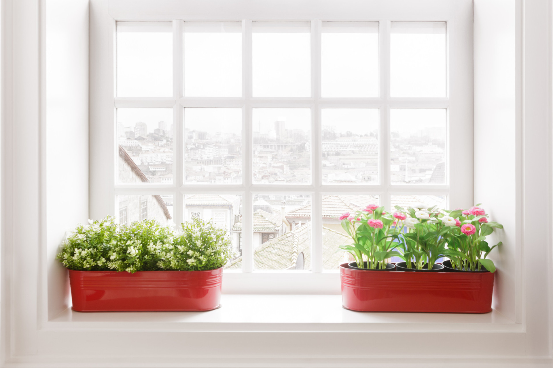 How to care for your indoor plants