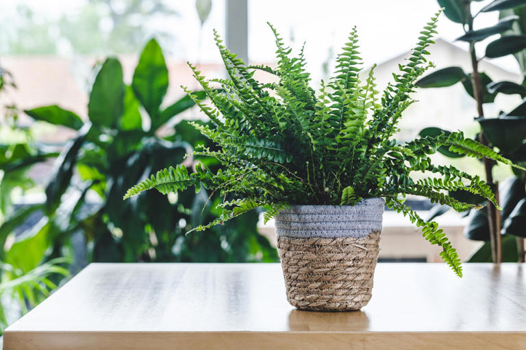 10 plantes d'intérieur pour rafraîchir son logement