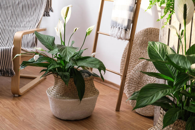 10 plantes d'intérieur pour rafraîchir son logement