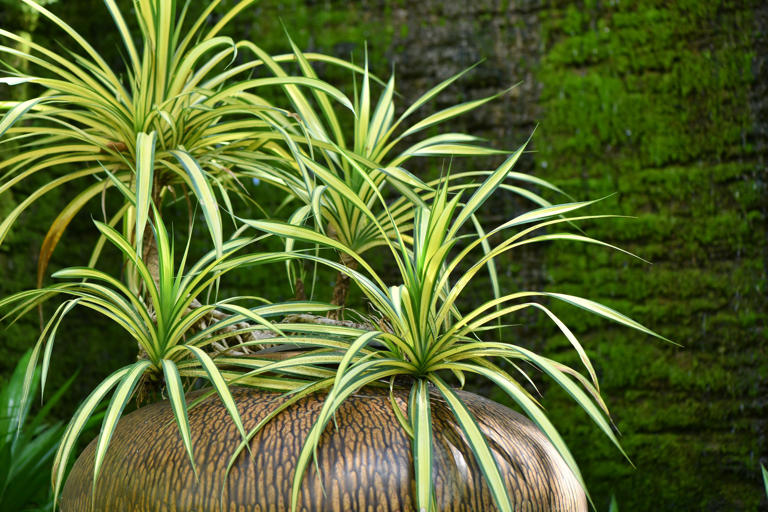 10 plantes d'intérieur pour rafraîchir son logement