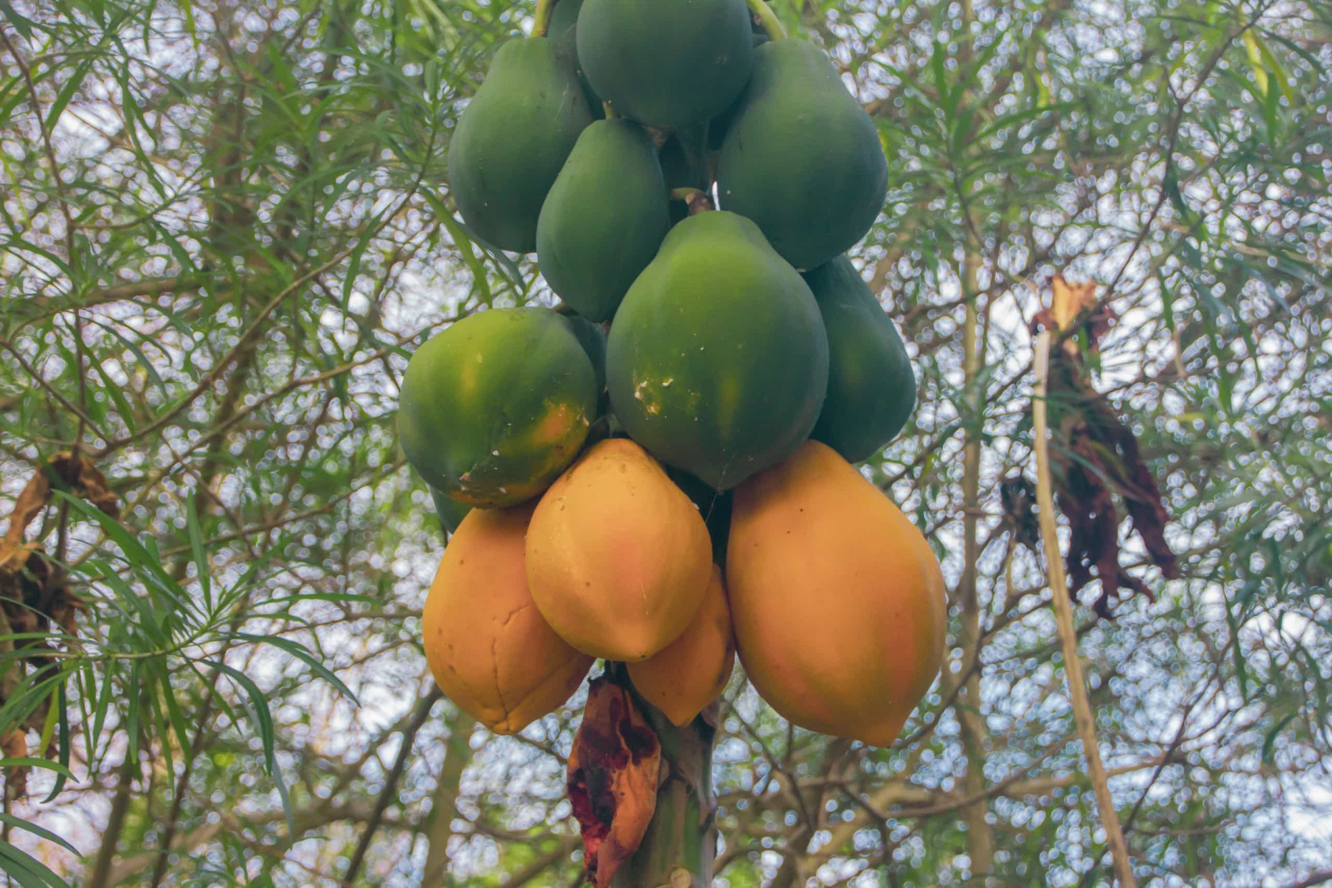 Por qué deberías darle una segunda oportunidad a la papaya