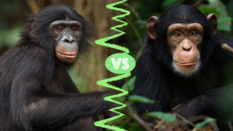 Chimpanzees vs. Bonobos: What’s the Difference?