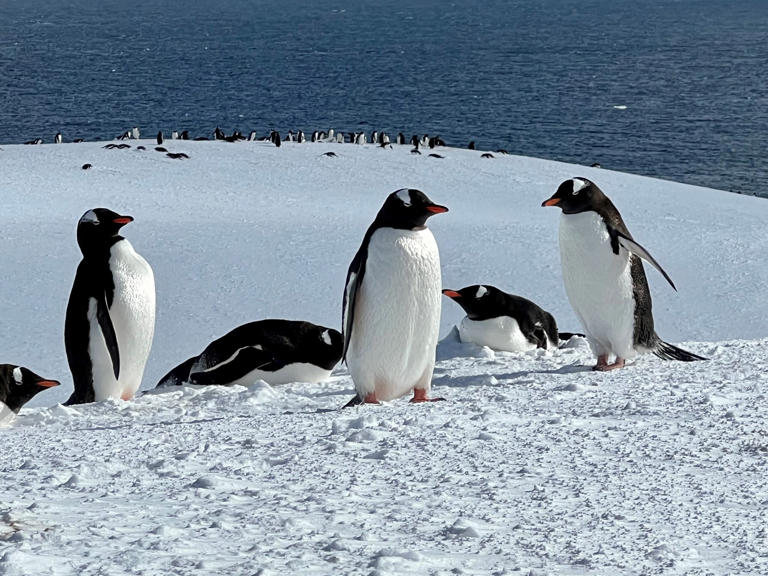 Damoy Point Antarctica gentoo penguins