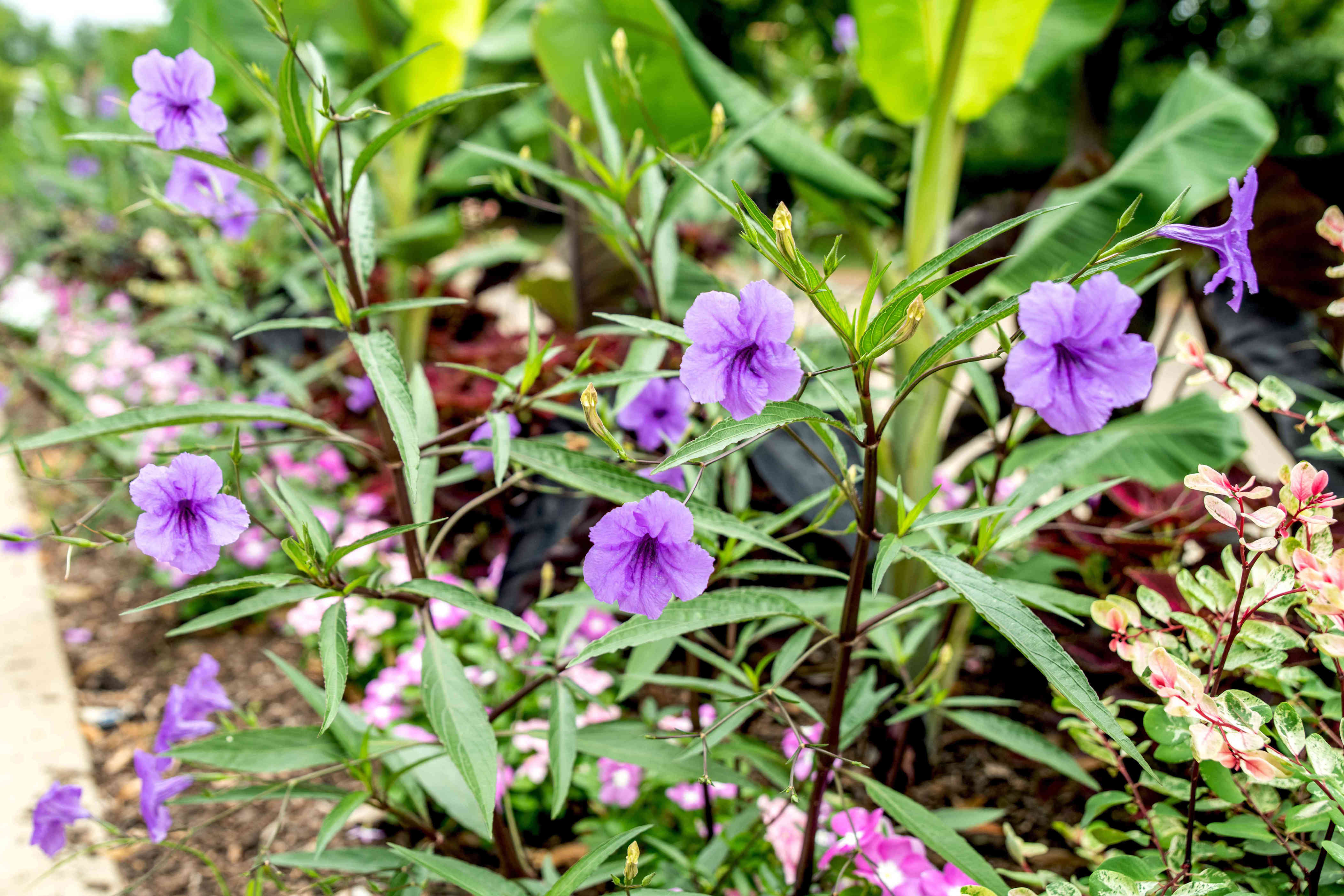 How to grow and care for ruellia for easy, heat-loving color