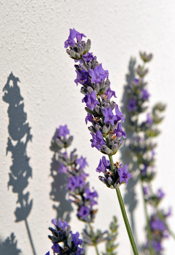 Lavendel auf dem Balkon Pflege und Tipps für eine blühende Oase
