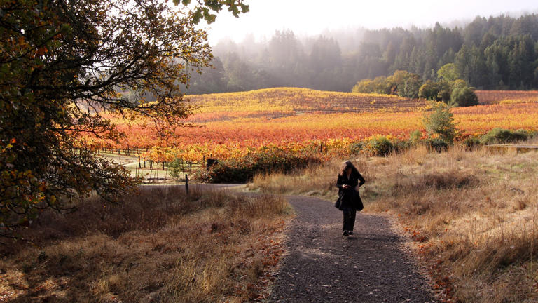 Bay Area folks who are dying to answer the call of the wild, go where the wild things are or while away a little time now have the opportunity of a lifetime — the Wild Trail Challenge at Jack London State Historic Park in the unincorporated community of Glen Ellen in Sonoma County. For those […]