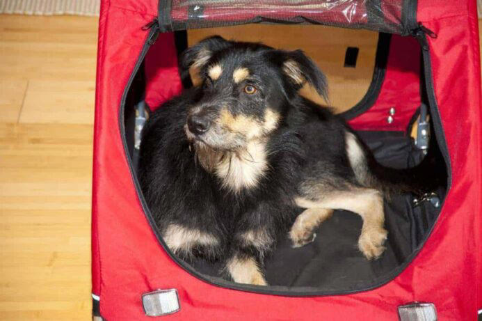 Image showcasing Master puppy crate training with these 5 game-changing tips