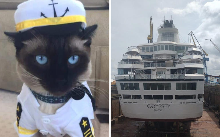 Captain the cat is travelling with owner Holly Hennessy on Villa Vie's Odyssey