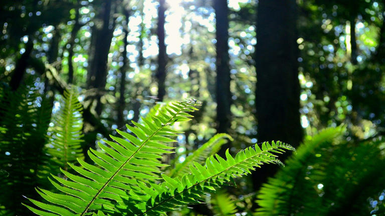 How to grow and care for sword ferns – and add a tropical touch to your ...